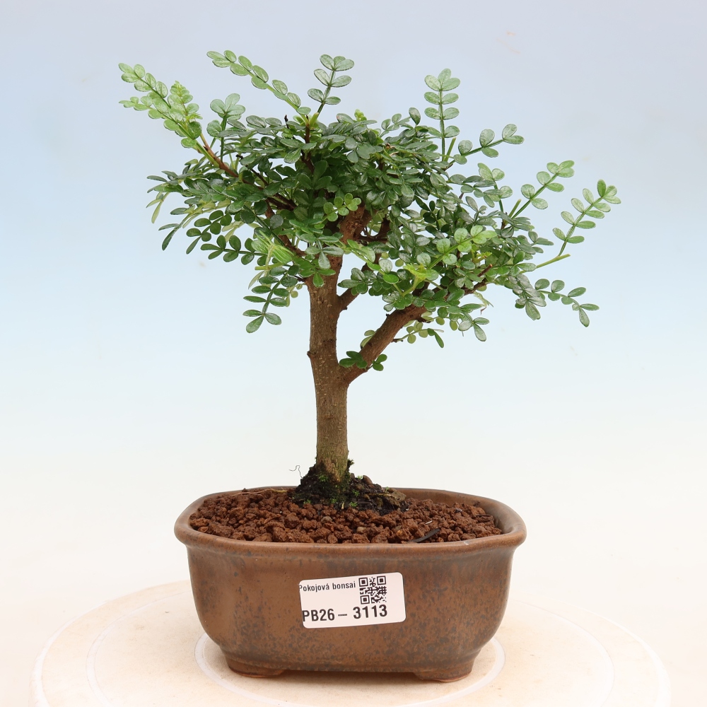 Room bonsai - Zantoxylum piperitum - pepper tree