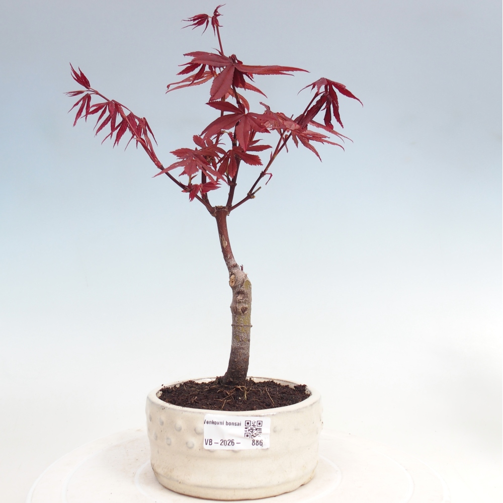 Outdoor bonsai - Acer palm. Atropurpureum-Javor palmate