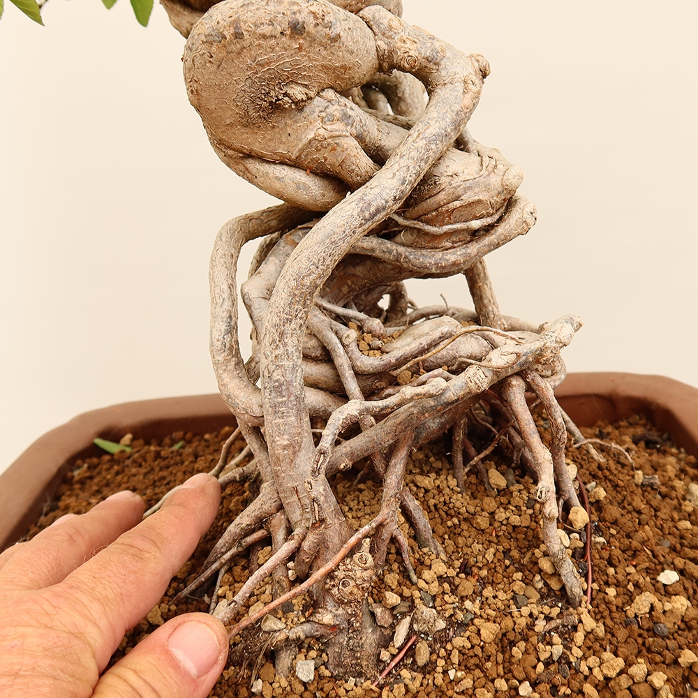 Outdoor bonsai - Carpinus Coreana - Korean hornbeam