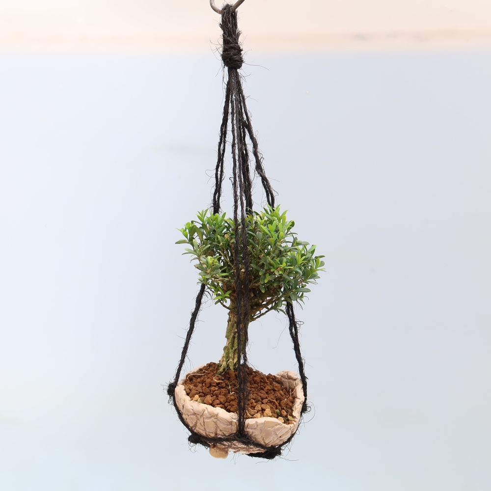 Kokedama in a Ceramic Pot - Buxus harlandii - Cork Boxwood