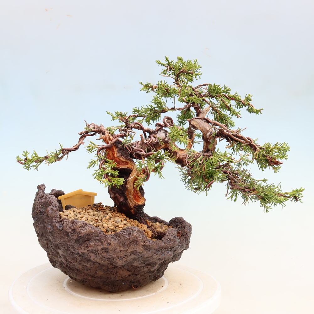 Outdoor Bonsai - Juniperus chinensis Itoigawa - Chinese Juniper