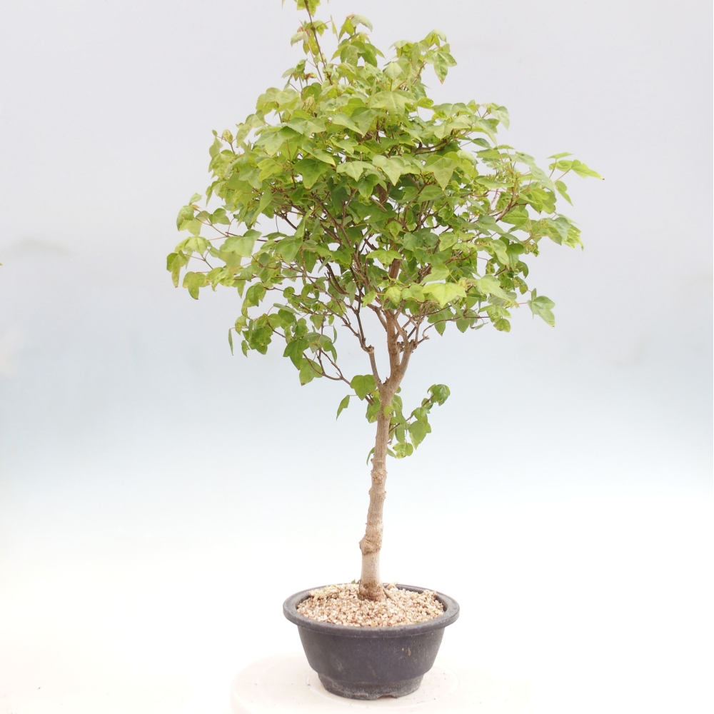 Outdoor bonsai - Acer Buergerianum - Burger Maple