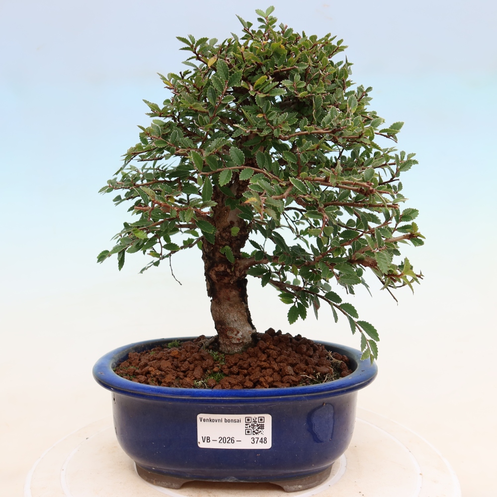 Outdoor bonsai - Zelkova - Zelkova NIRE