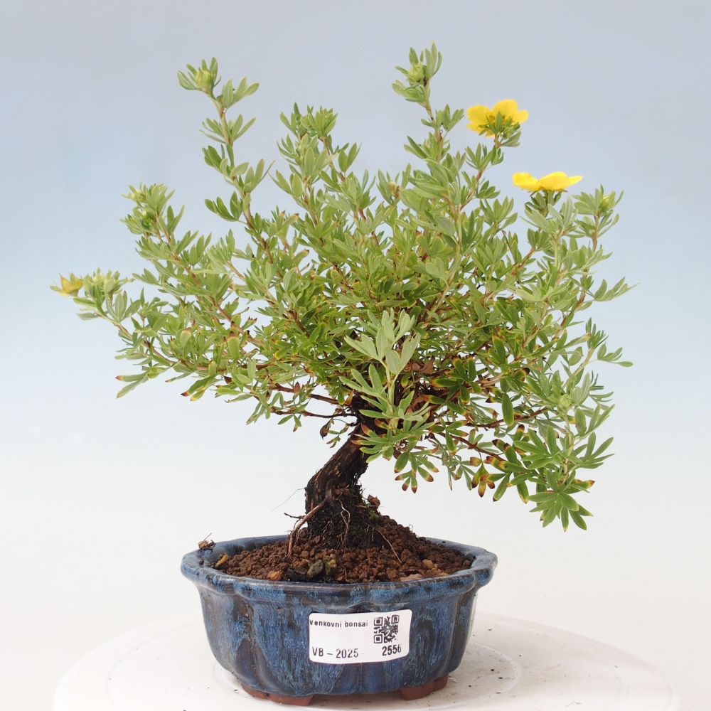 Outdoor bonsai-Cinquefoil - Potentila fruticosa yellow Bird