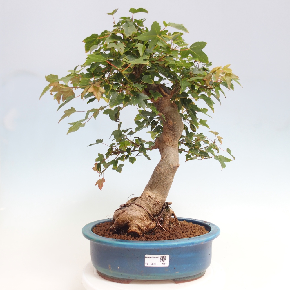 Outdoor bonsai - Maple Buergerianum - Burger Maple
