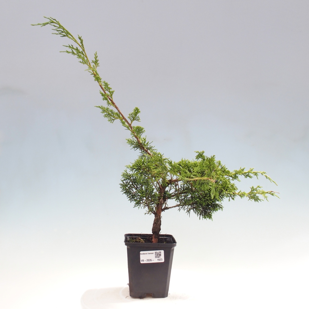 Outdoor bonsai - Juniperus chinensis Itoigawa