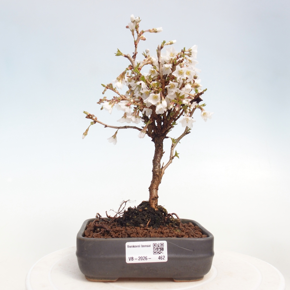 Outdoor bonsai - Prunus incisa Kojou-no mai-Plivon cut out