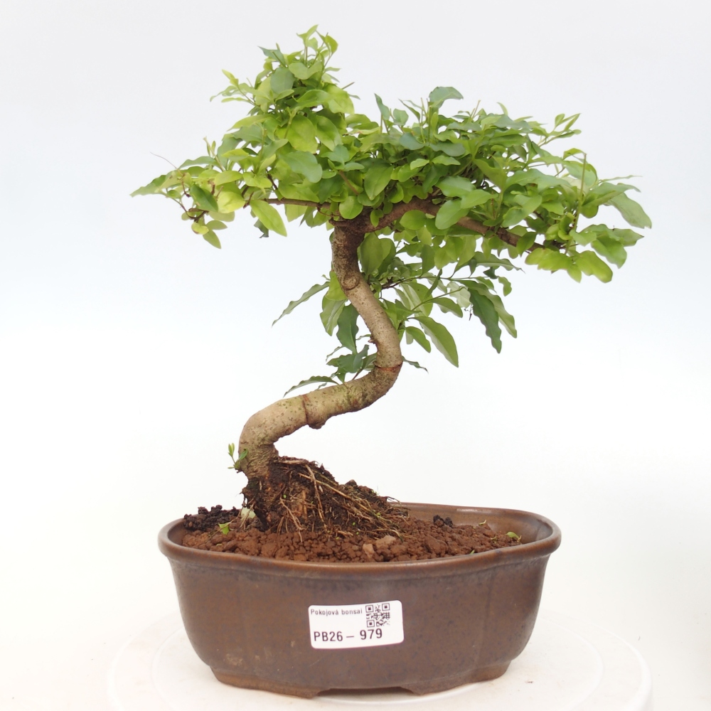 Room bonsai -Ligustrum chinensis - Birds Beak