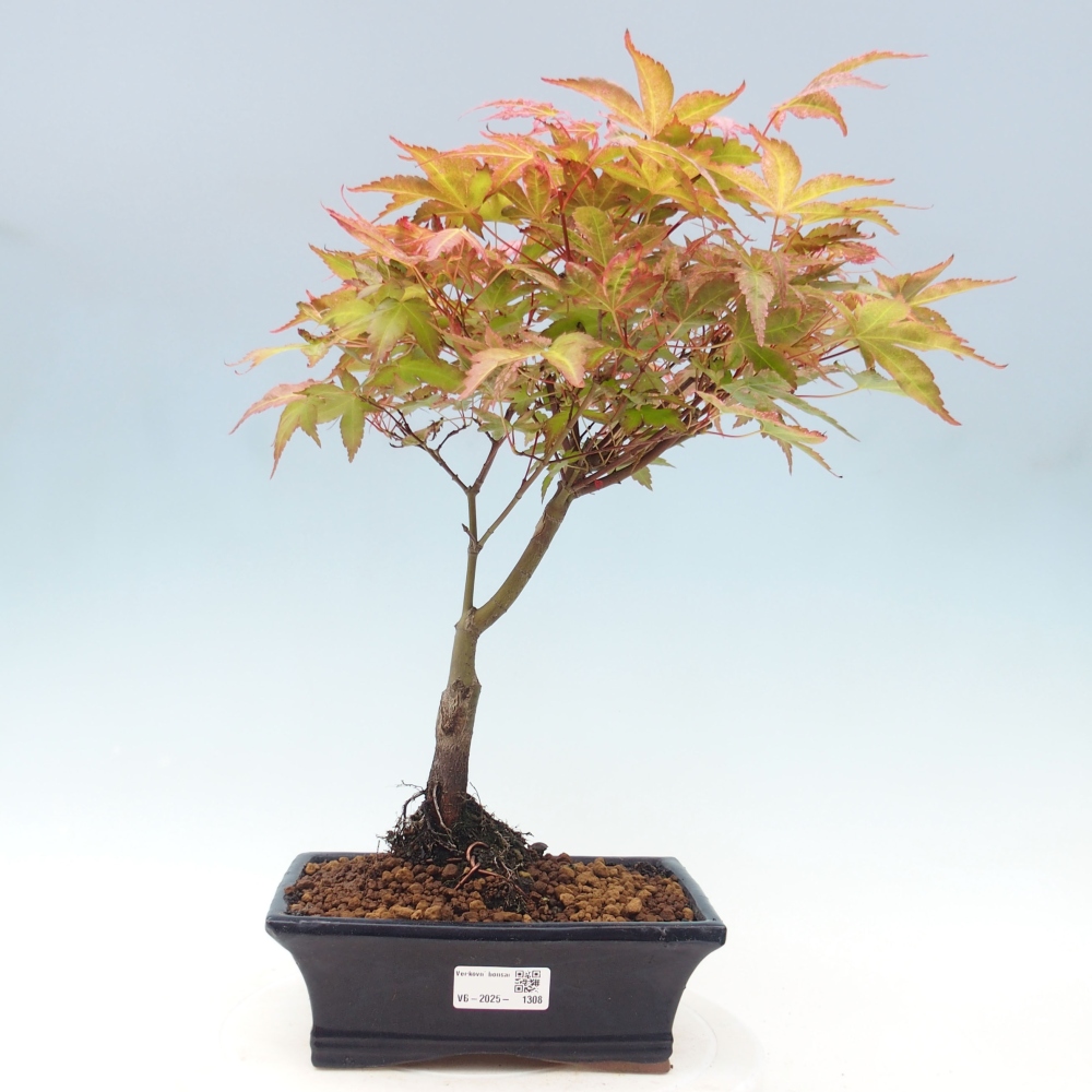 Maple - Acer palmatum Beni Tsukasa