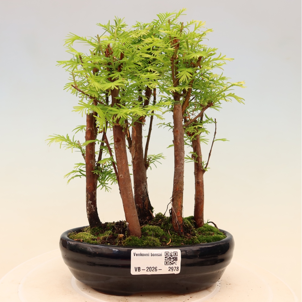 Outdoor Bonsai - Metasequoia glyptostroboides - Chinese Metasequoia - Grove