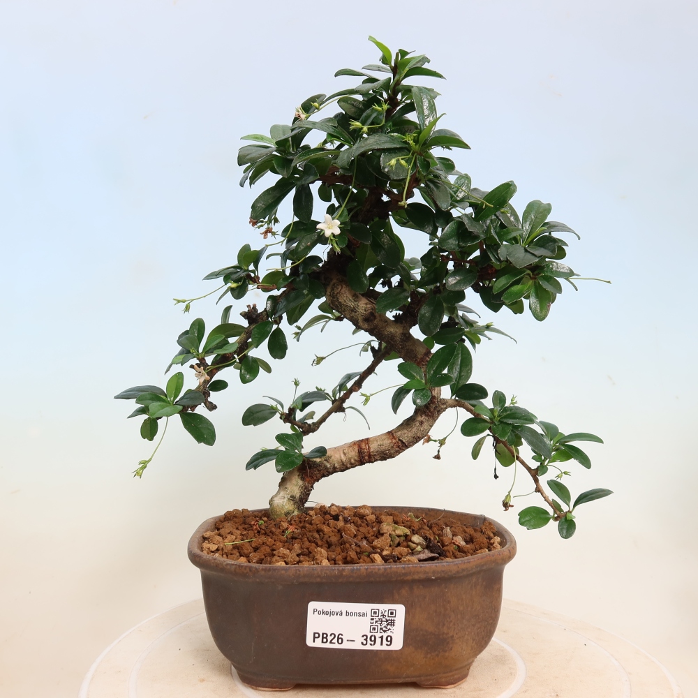 Room bonsai - Carmona macrophylla - Tea fuki