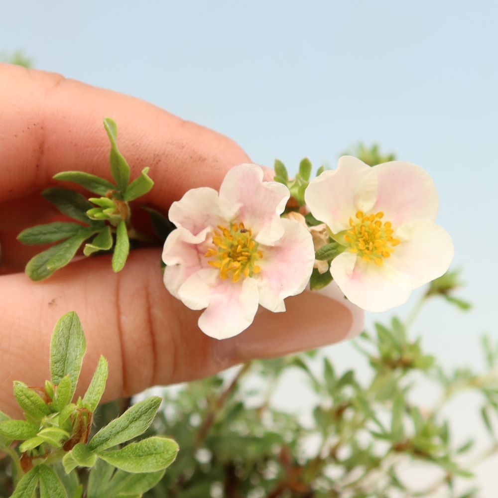 Outdoor bonsai - Potentila fruticosa