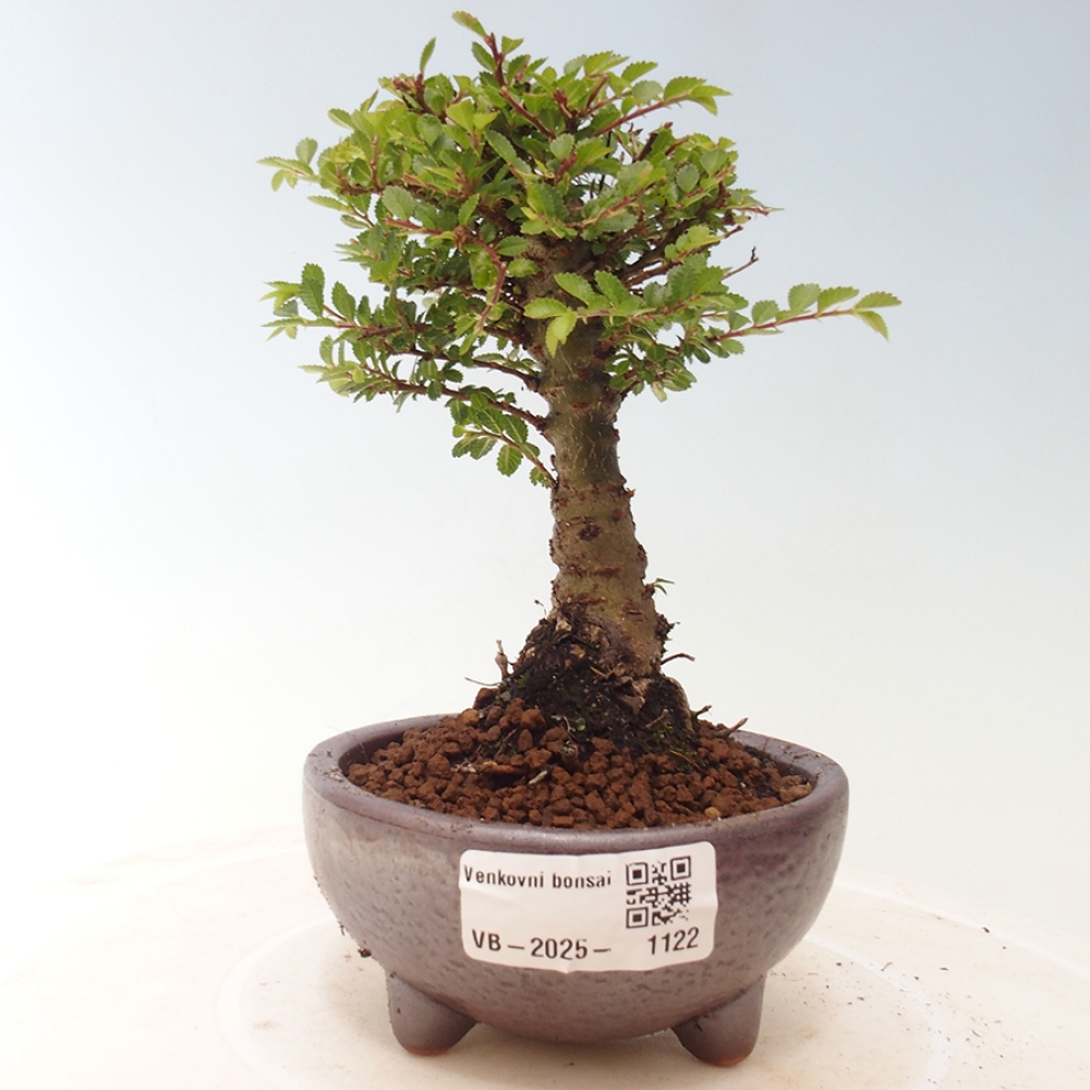 Outdoor bonsai - Ulmus parvifolia Sagei - Small-leaved elm