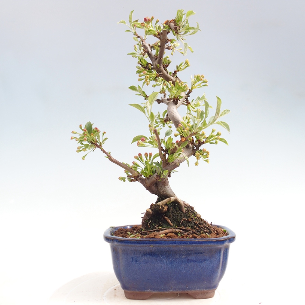 Outdoor bonsai - Malus sargentii - Small-fruited apple tree