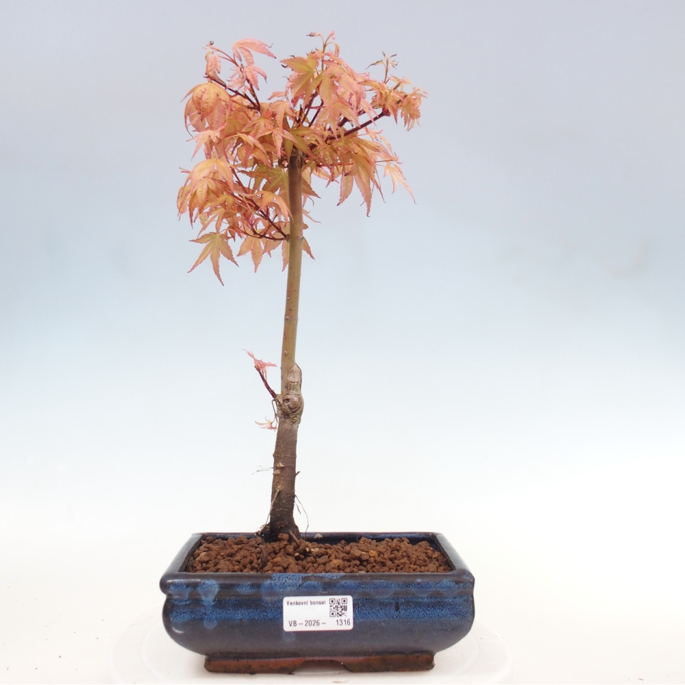 Norway maple - Acer palmatum Beni Tsukasa