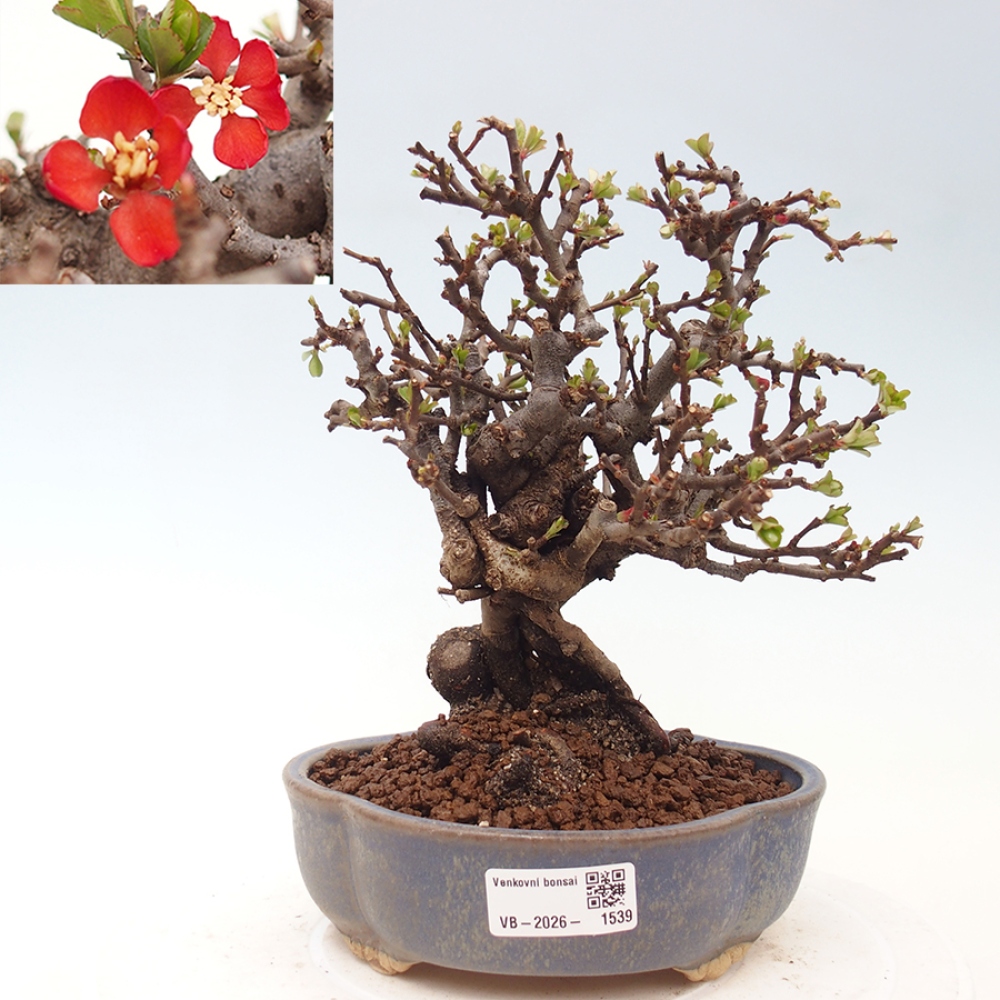 Outdoor bonsai - Chaneomeles speciosa - Quince