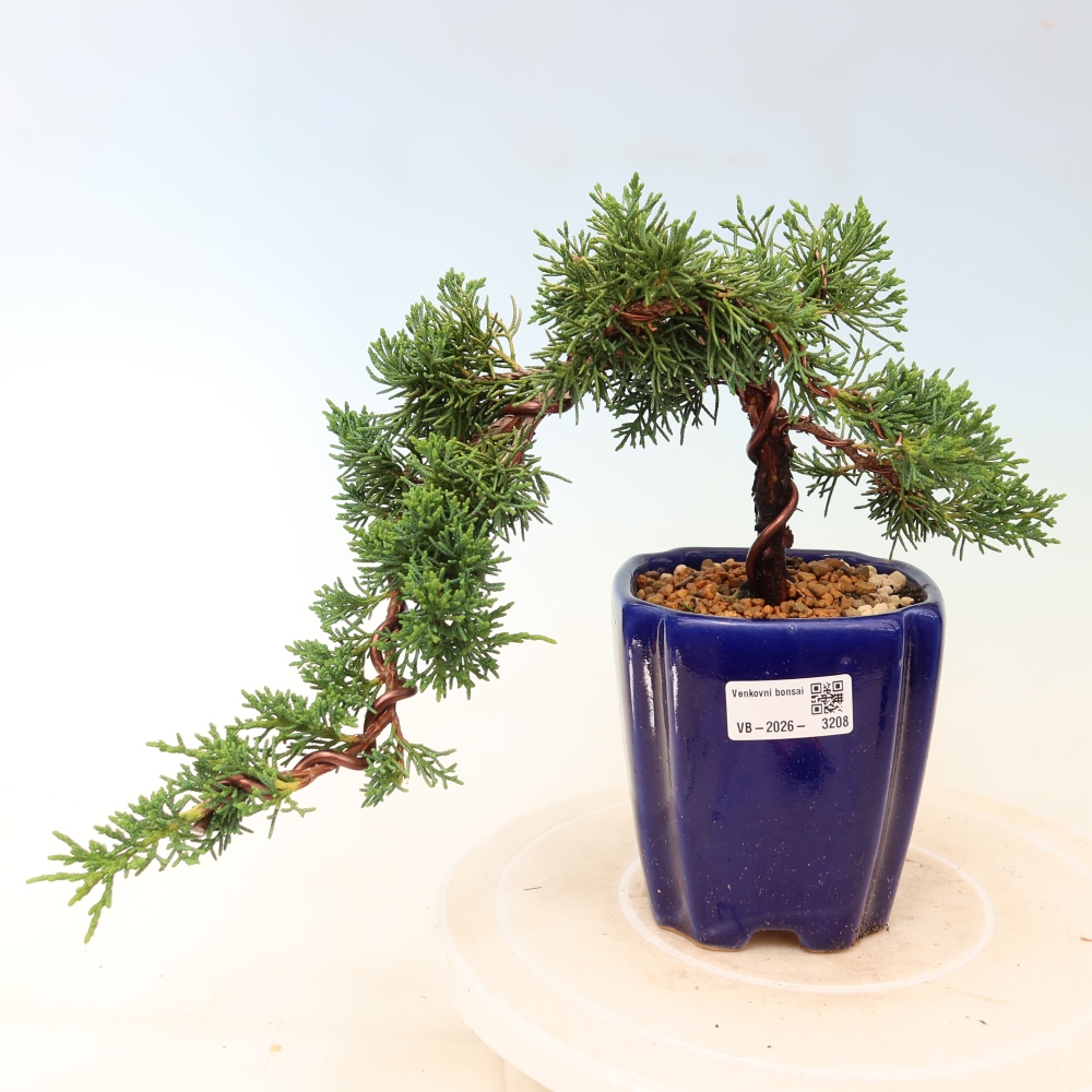Outdoor bonsai - Juniperus chinensis Kishu