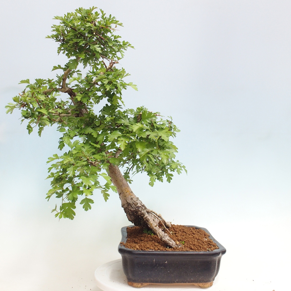 Outdoor bonsai - Hawthorn - Crataegus monogyna