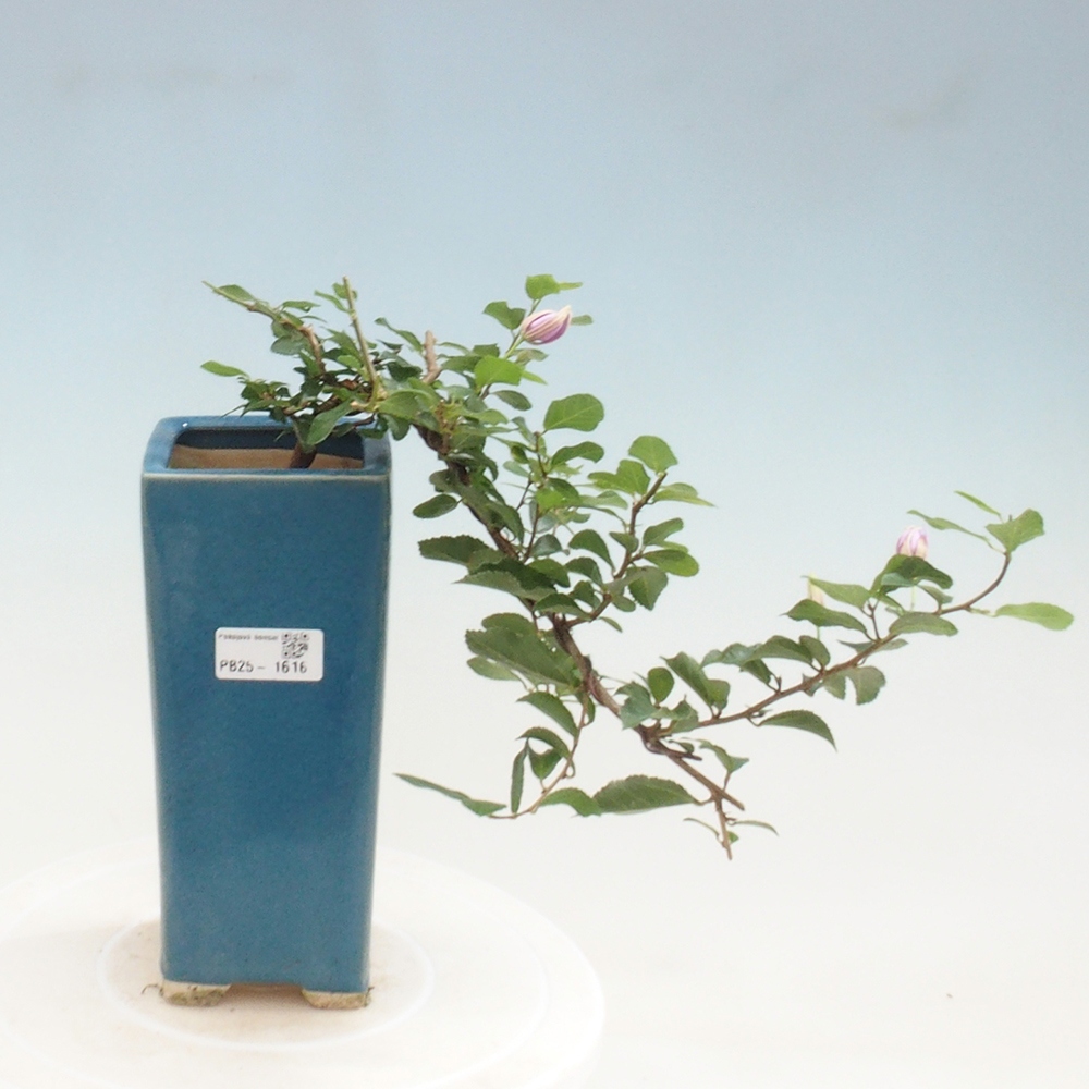 Indoor bonsai - Grewia occidentalis - Lavender star