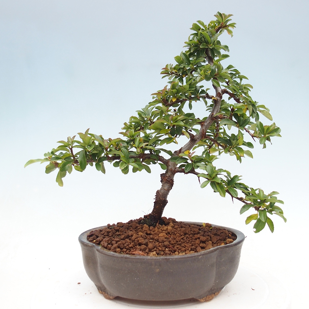 Outdoor bonsai-Pyracantha Teton -Hlox