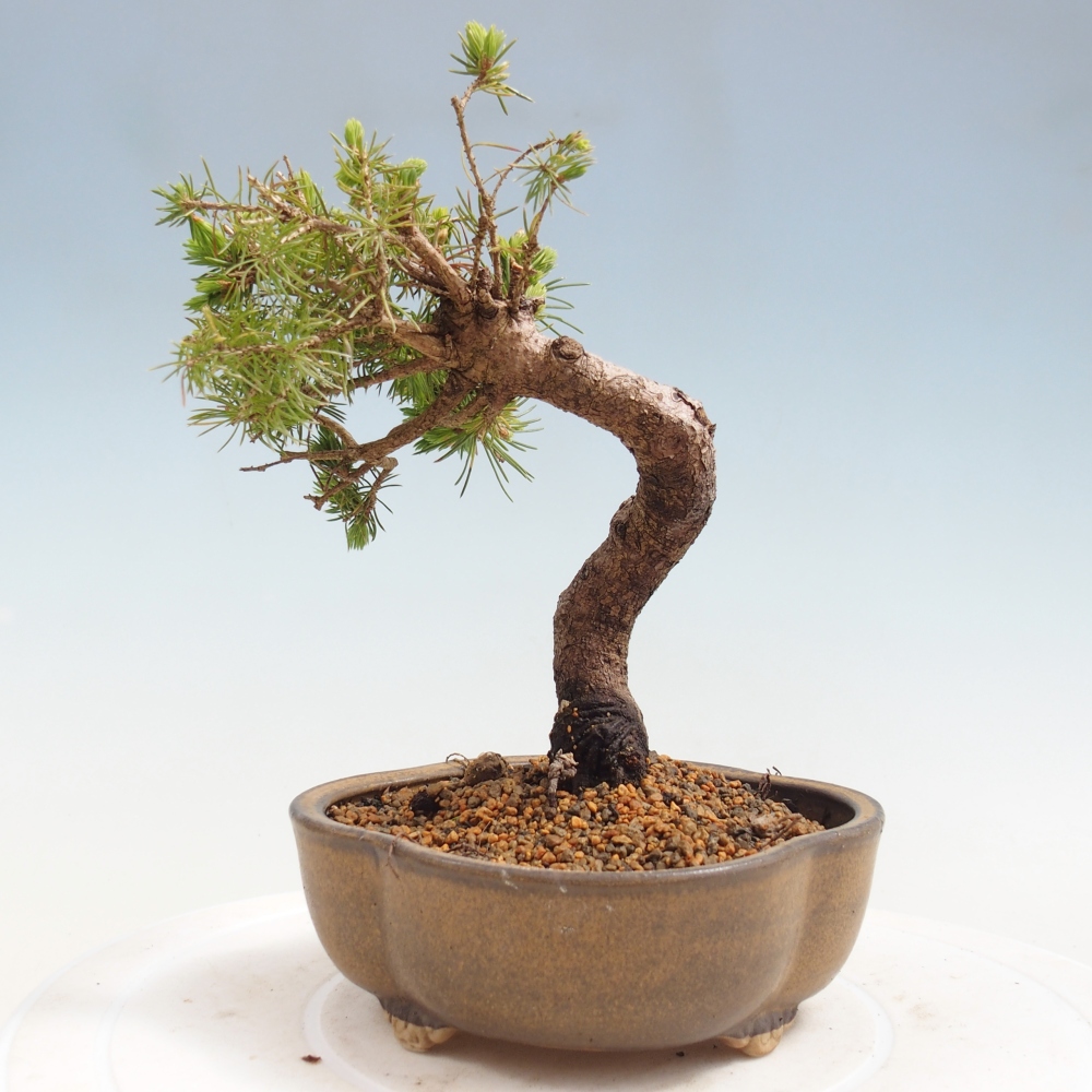 Outdoor bonsai - Spruce - Picea glauca globe