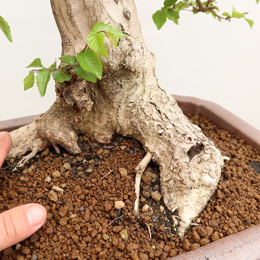 Outdoor bonsai - Carpinus Coreana - Korean hornbeam