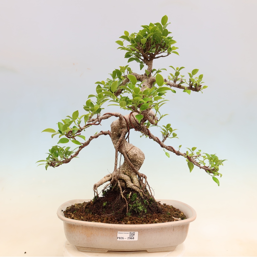 Room bonsai - Ficus kimmen - small-leaved ficus