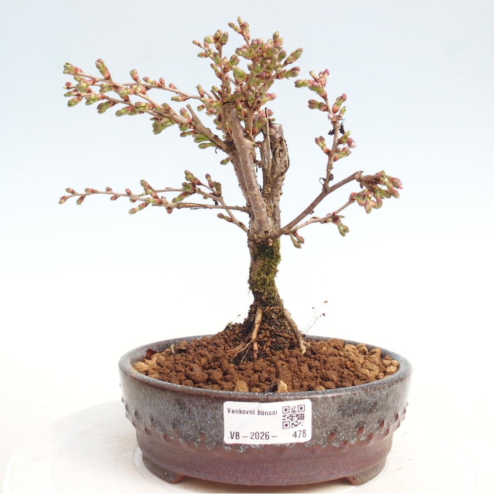 Outdoor bonsai - Prunus incisa Kojou-no mai-Plivon cut out