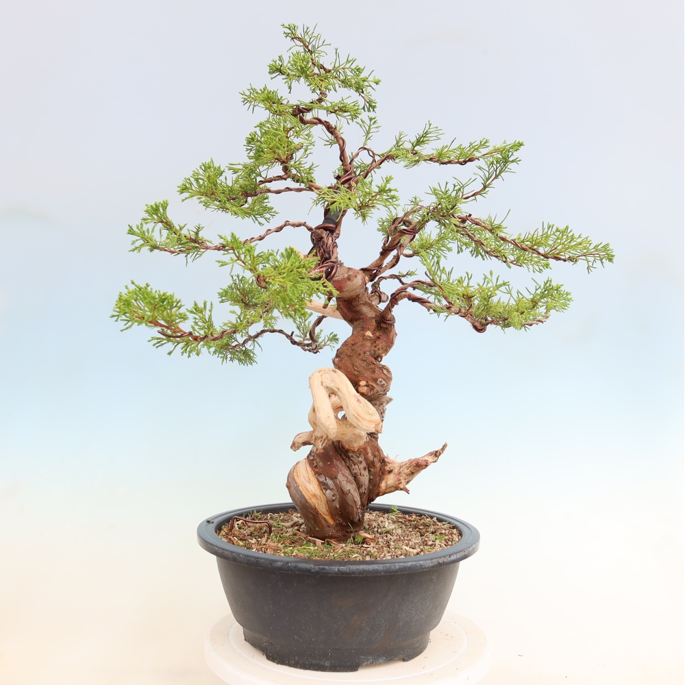 Outdoor Bonsai - Juniperus chinensis Itoigawa - Chinese Juniper