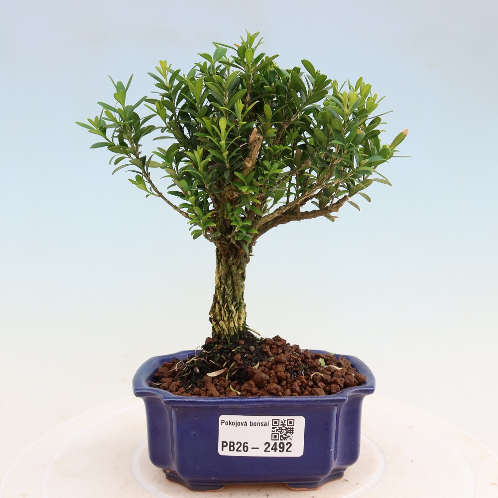 Room bonsai - Buxus harlandii - cork buxus