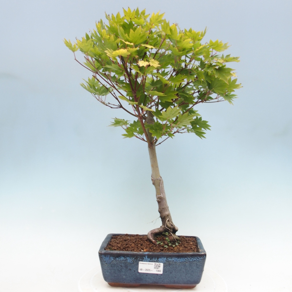 Outdoor bonsai - Maple palmatum katsura GISAN - Maple palmate