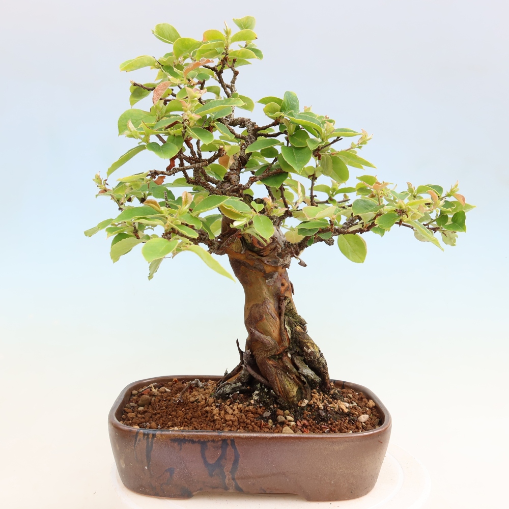 Outdoor bonsai - Pseudocydonia sinensis - Chinese quince