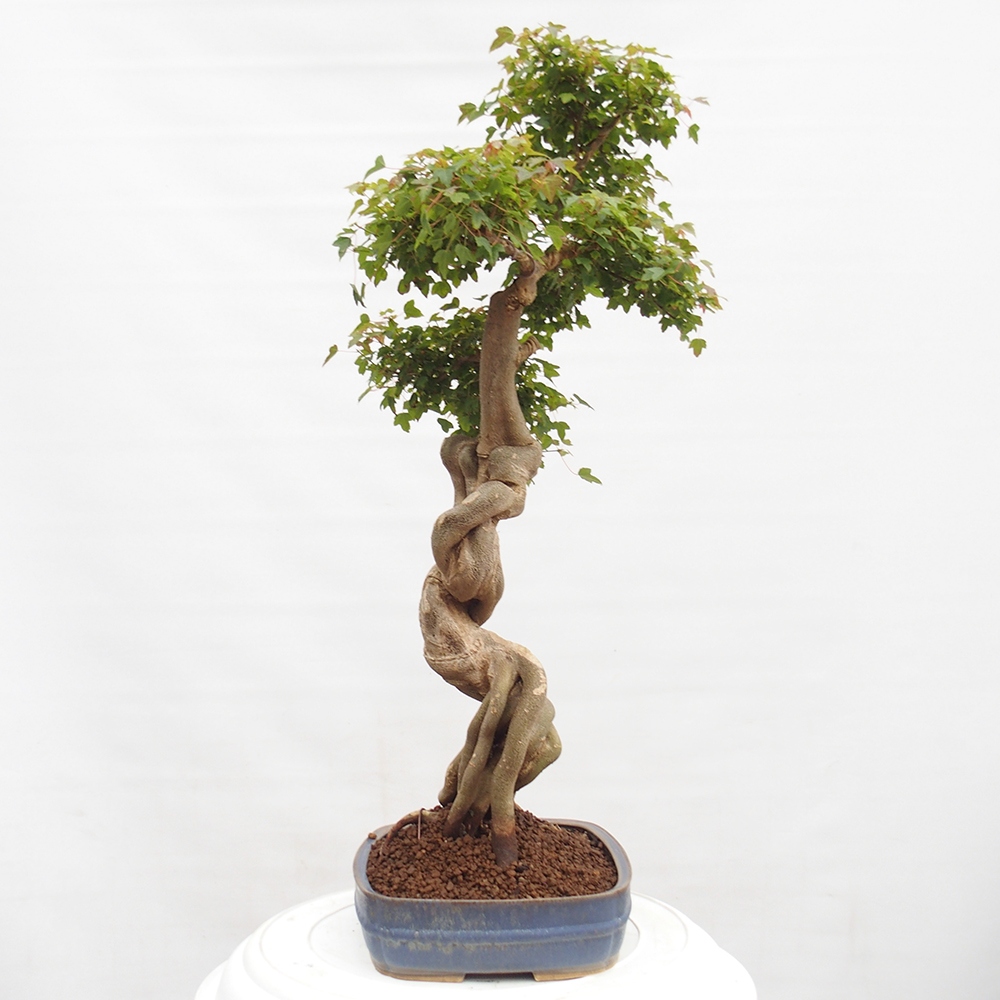 Outdoor bonsai - Maple Buergerianum - Burger Maple