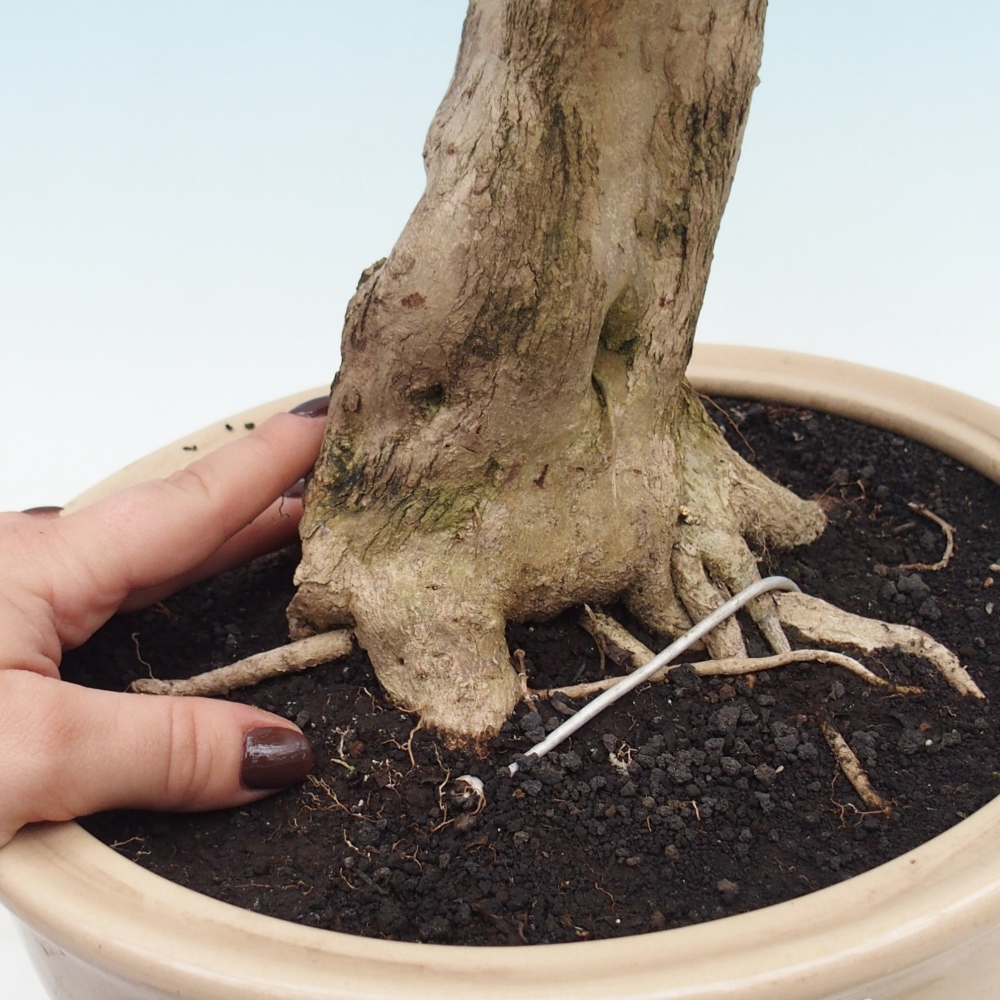 Room bonsai - Duranta erecta Aurea