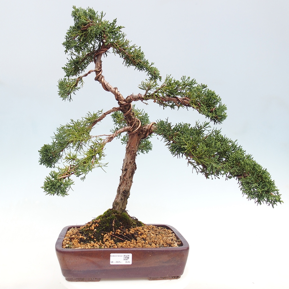 Outdoor bonsai - Juniperus chinensis Kishu - Chinese juniper