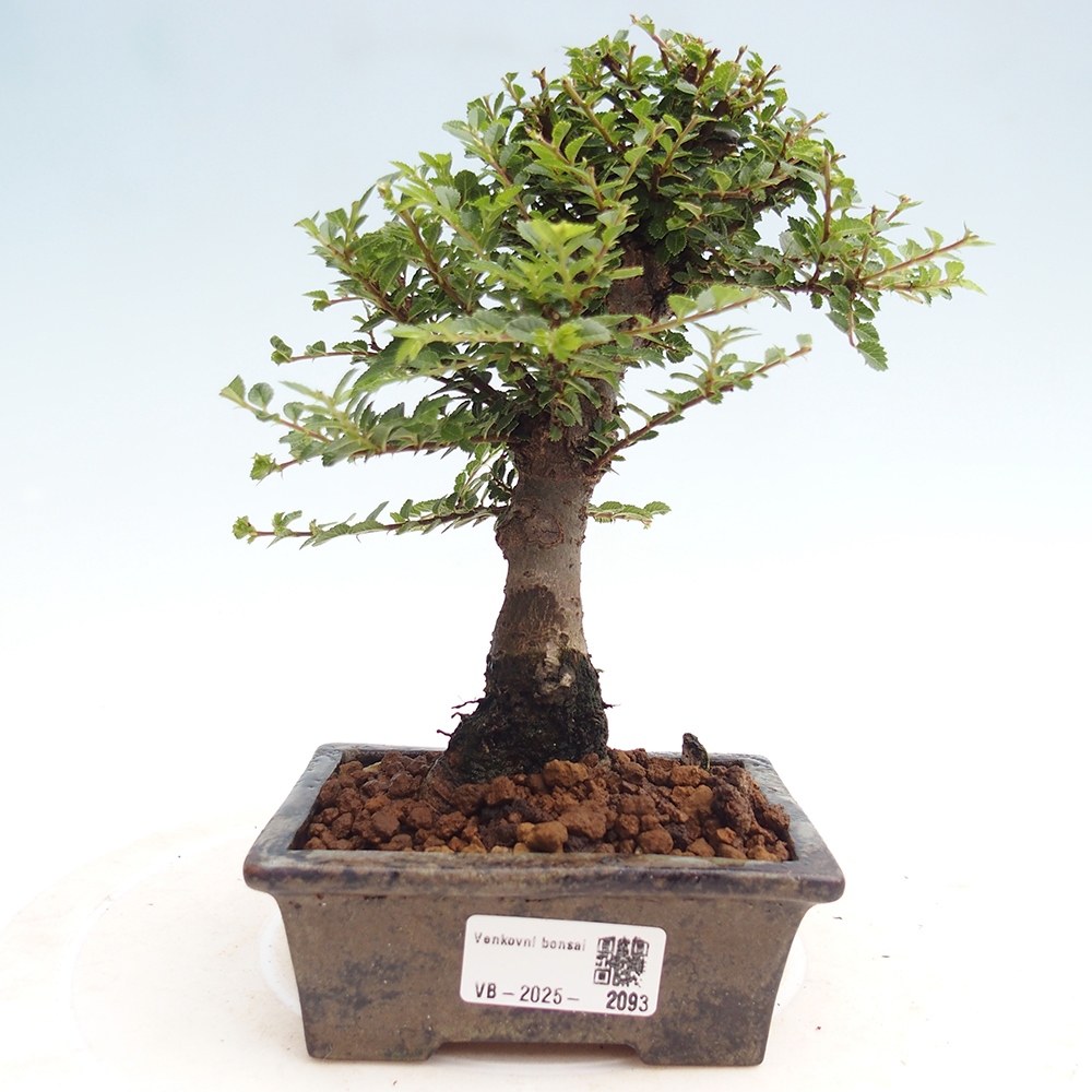Outdoor bonsai - Ulmus parvifolia Hokkaido - Chinese elm