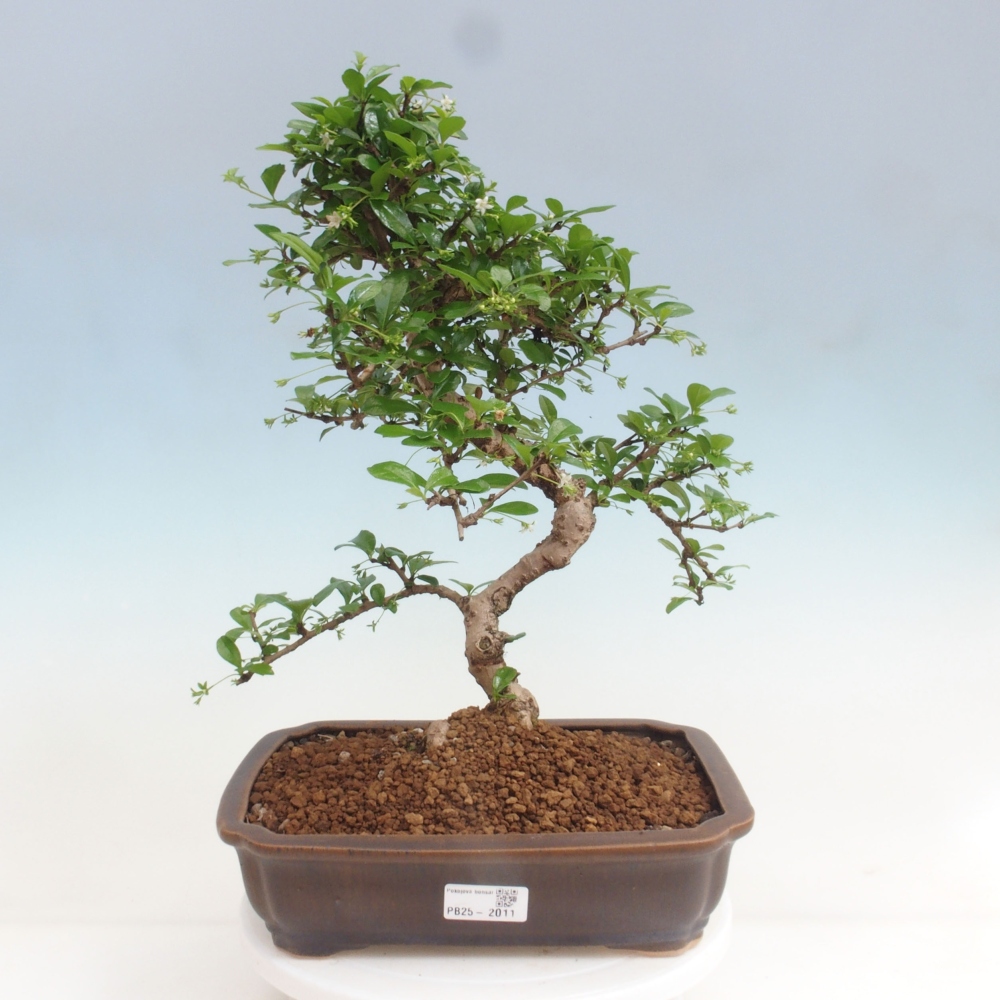 Room bonsai - Carmona macrophylla - Tea fuki