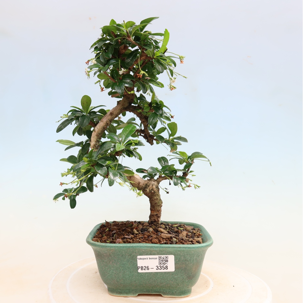 Room bonsai - Carmona macrophylla - Tea fuki