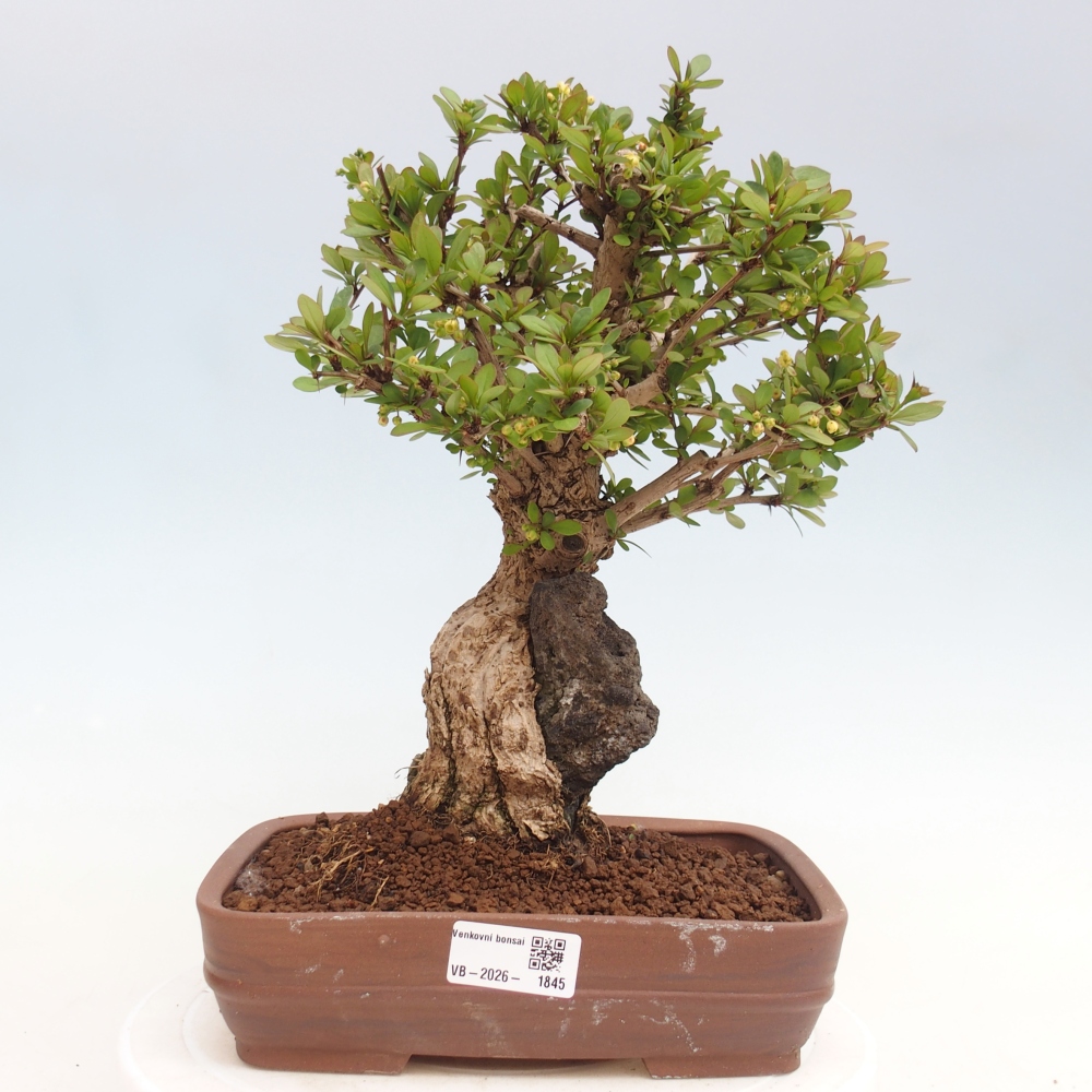 Outdoor bonsai - Berberis coreana