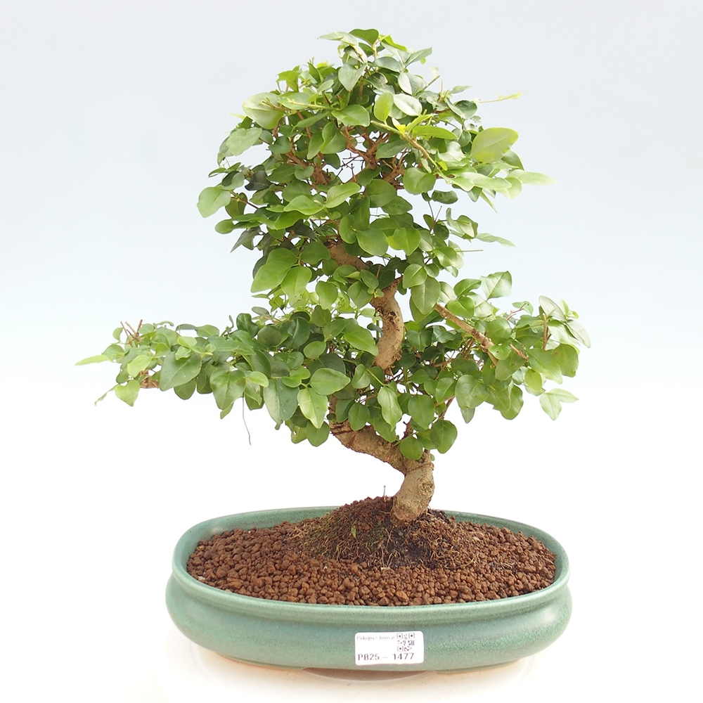 Room bonsai -Ligustrum chinensis - privet