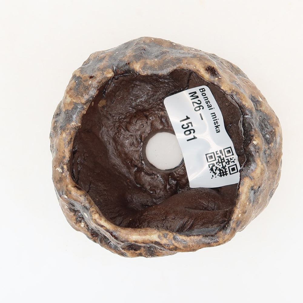 Ceramic Shell, 5.5 x 5.5 x 5 cm, brown