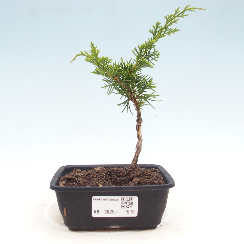 Outdoor bonsai - Juniperus chinensis Itoigawa - Chinese juniper