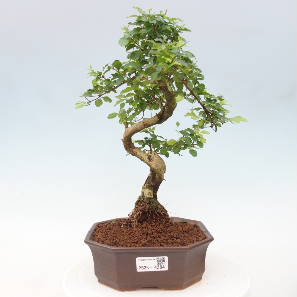 Room bonsai -Ligustrum chinensis - Birds Beak
