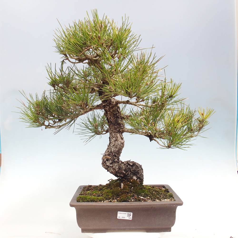 Outdoor bonsai - Pinus thunbergii - Thunberg pine