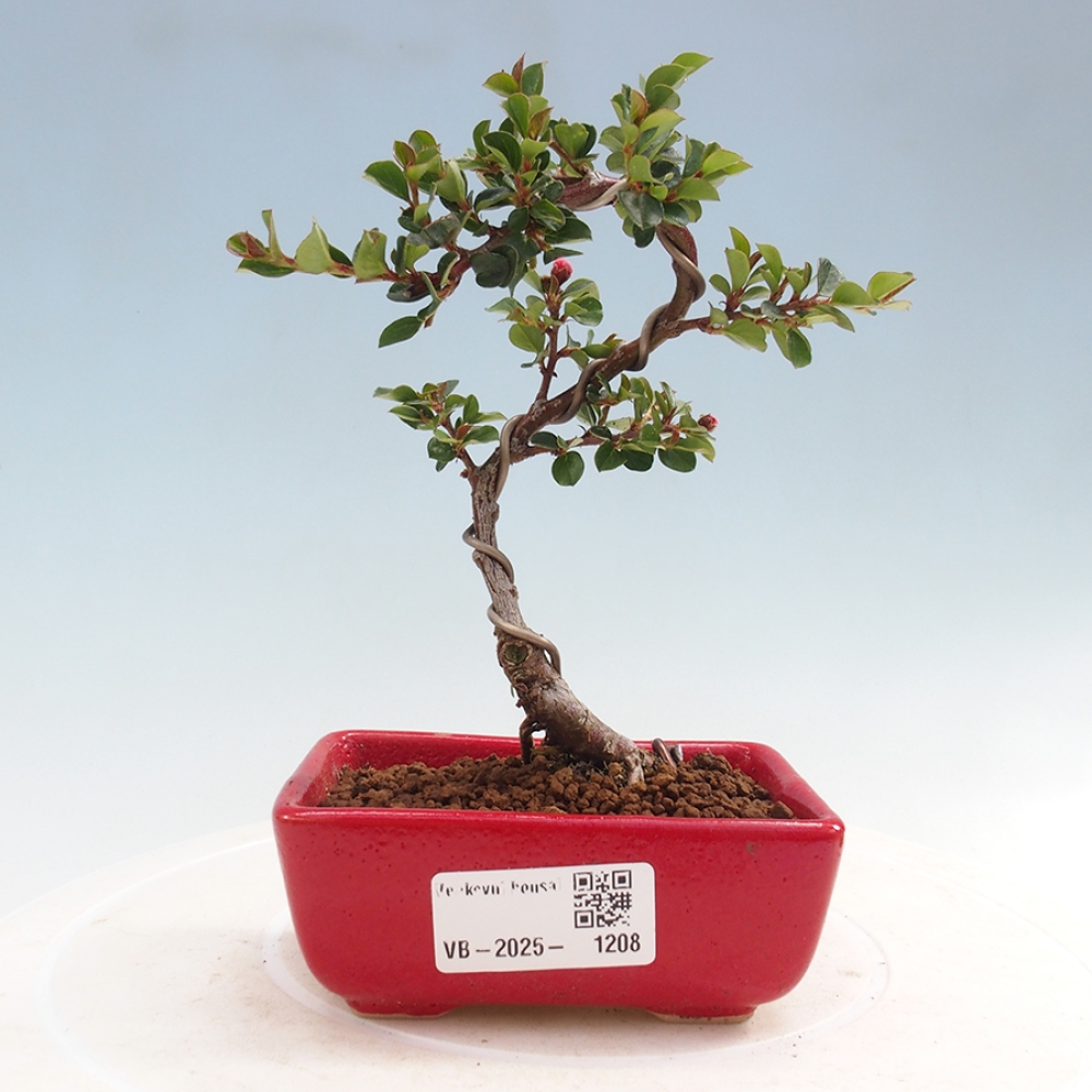 Outdoor bonsai - Cotoneaster horizontalis - Rock tree