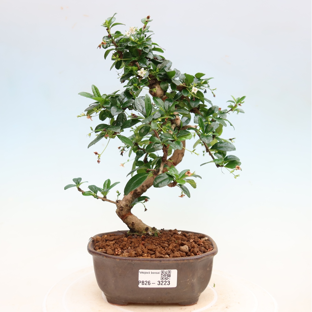 Room bonsai - Carmona macrophylla - Tea fuki