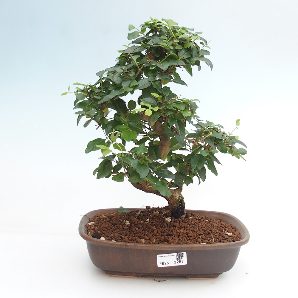 Room bonsai -Ligustrum chinensis - privet