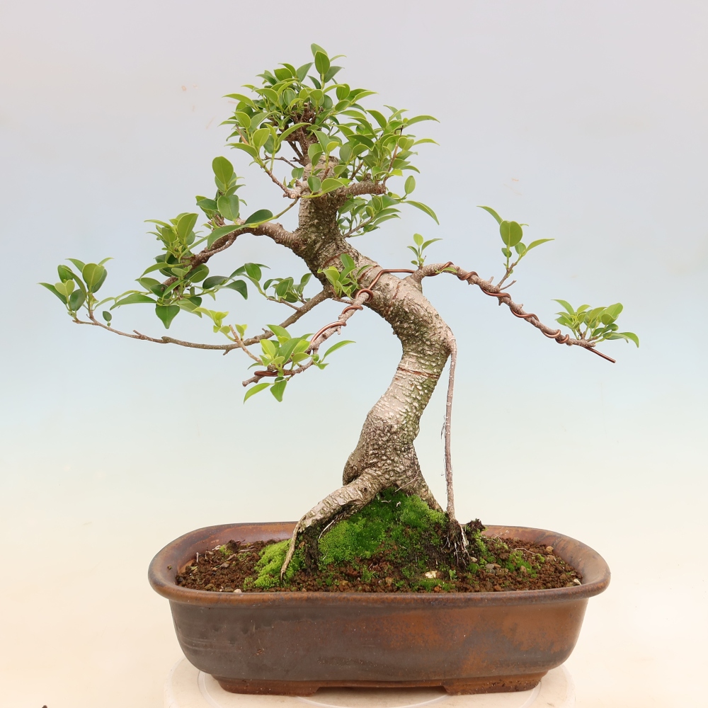 Room bonsai - Ficus kimmen - small-leaved ficus