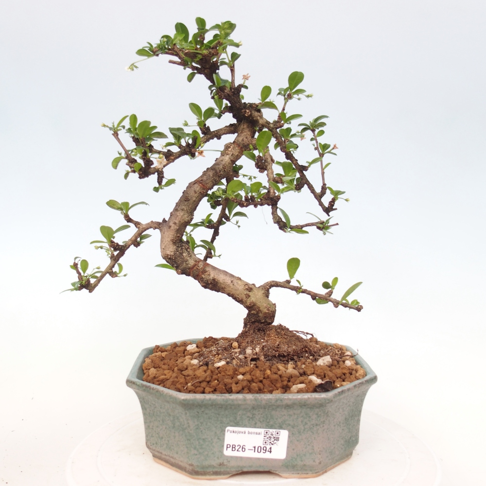 Room bonsai - Carmona macrophylla - Tea fuki