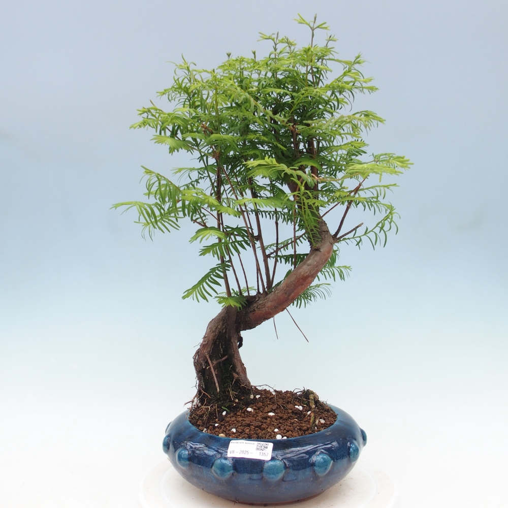 Outdoor bonsai - Metasequoia glyptostroboides - Chinese Metasequoia